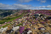 Heather with Heath (Calluna vulgaris) in bloom on the slopes of the Caroux and Espinou Massif, Hérault, France