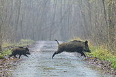Wild boars run across a path, Sus scrofa, Female with young, Germany, Europe