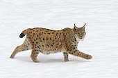 European lynx in winter, Lynx lynx, Bavaria, Germany, Europe