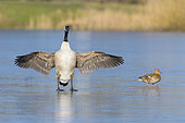 Canada goose and Mallard duck on frozen lake, Hesse, Germany, Europe