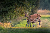 Red deer (Cervus elaphus) doe and fawn at the edge of the forest, Ardennes, Belgium