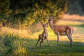 Red deer (Cervus elaphus) doe and fawn at the edge of the forest, Ardennes, Belgium