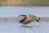 Flying Canada Goose, Branta canadensis, Hesse, Germany, Europe