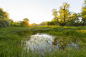 Pond at sunrise, Springtime, Hesse, Germany, Europe