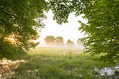 Trees at sunrise in summer, Black alder, Hesse, Germany, Europe