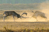 Fighting Fallow Deers at Rutting Season, Cervus dama, Hesse, Germany, Europe