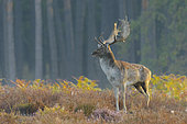 Fallow deer in autumn, Cervus dama, Germany, Europe