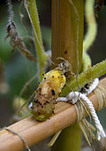 Rot on Pickle (Cucumis sativus) in the vegetable garden