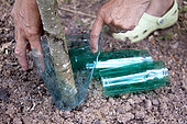 Installation of a tree trunk protection against rabbits in plastic bottles