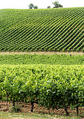 View of the Gaillac vineyard from the Domaine de Vaysette, Tarn, France