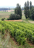View of the Gaillac vineyard from the Domaine de Vaysette, Tarn, France