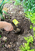 Planting of seeds o Nasturtium (Tropaeolum majus) in spring