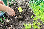 Planting of seeds o Nasturtium (Tropaeolum majus) in spring