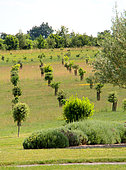 Truffle oak plantation, France