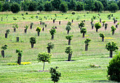 Truffle oak plantation, France