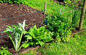Vegetable garden, perennials and vegetables: celery, sorrel, artichoke, chive