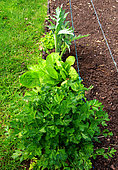 Vegetable garden, perennials and vegetables: celery, sorrel, artichoke, chive