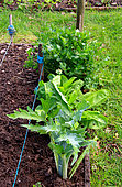 Vegetable garden, perennials and vegetables: celery, sorrel, artichoke, chive