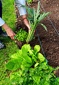 Vegetable garden, perennials and vegetables: celery, sorrel, artichoke, chive