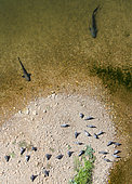 Wels Catfish (Silurus glanis) watching a group of Pigeons, catfish predation phenomenon on pigeons. Occitania, France