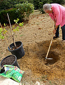 Planting a vine stock, digging the planting hole