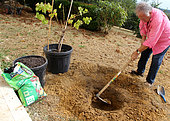 Planting a vine stock, digging the planting hole