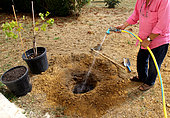 Planting a vine stock, wet the planting hole