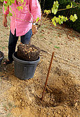 Planting a vine stock, installation of the root ball
