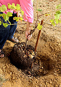 Planting a vine stock, positioning of the root ball