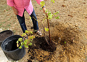 Planting a vine stock, positioning of the root ball