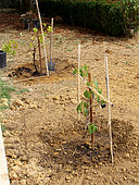 Planting a vine stock, staked plant