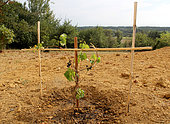 Planting a vine stock, staked plant