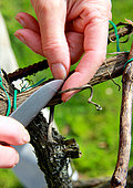Vine pruning with knife with suppression of twist, évrillage, La Madarnié, Lombers, Tarn, France