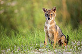 Eurasian golden jackal (Canis aureus moreoticus) sitting, Danube delta, Romania