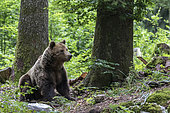 Eurasian brown bear (Ursus arctos arctos) sitting, Slovenia