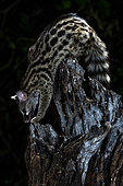 Common genet (Genetta genetta) on a stump, Extremadura, Spain