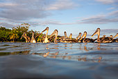 Brown pelican, Pelecanus occidentalis. Livingston (Guatemala)