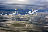 Great egret (Egretta alba) in the water, mouth of the Rio Dulce, Gulf of Honduras, Livingston, Guatemala.