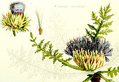Ancient Botanical Plank, Artichoke (Cynara scolymus)