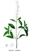 Ancient Botanical Plank, Common Basil (Ocimum basilicum)