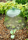 Protective glass bell in the vegetable garden to protect vegetables from cold and pests