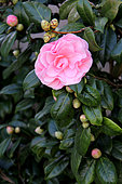 Japanese Camellia (Camellia japonica) pink flower