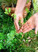Honeysuckle (Lonicera sp) layering