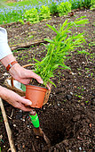 Planting of a plant of Tarragon (Artemisia dracunculus)