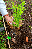Planting of a plant of Tarragon (Artemisia dracunculus)