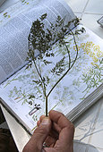 Herbarium, observation, composition, protection, manufacture, constitution, realization, France