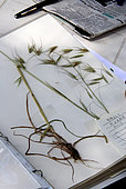 Herbarium, observation, composition, protection, manufacture, constitution, realization, France