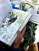 Herbarium, observation, composition, protection, manufacture, constitution, realization, France