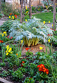 Spring bed with artichoke (Cynara sp), daffodil and narcissus (Narcissus sp), primroses (Primula sp), various bulbous plants and foliage