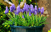 Suspension of Muscari in bloom in springtime